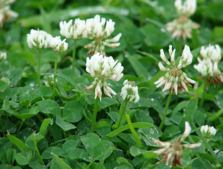 How to make white clover tea