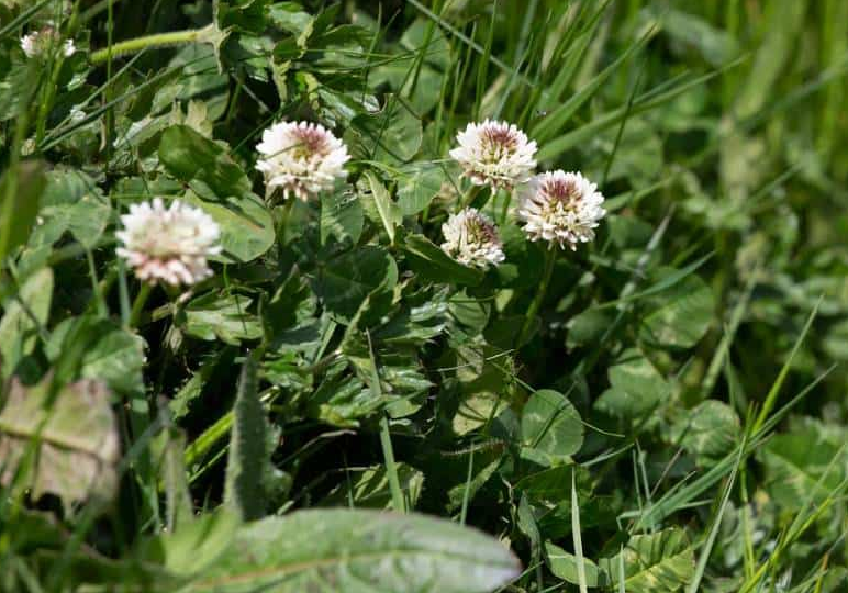 A person harvesting white clover with clean and unpolluted surroundings.