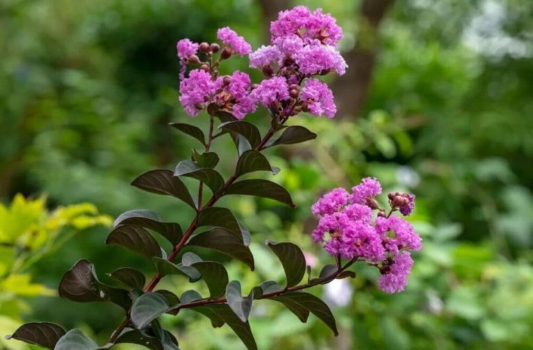 How to Make Crepe Myrtle Tea