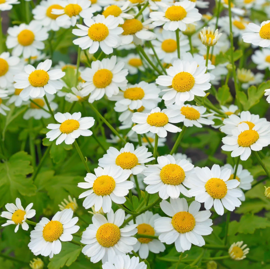 Appearance of the Feverfew Plant and Leaves