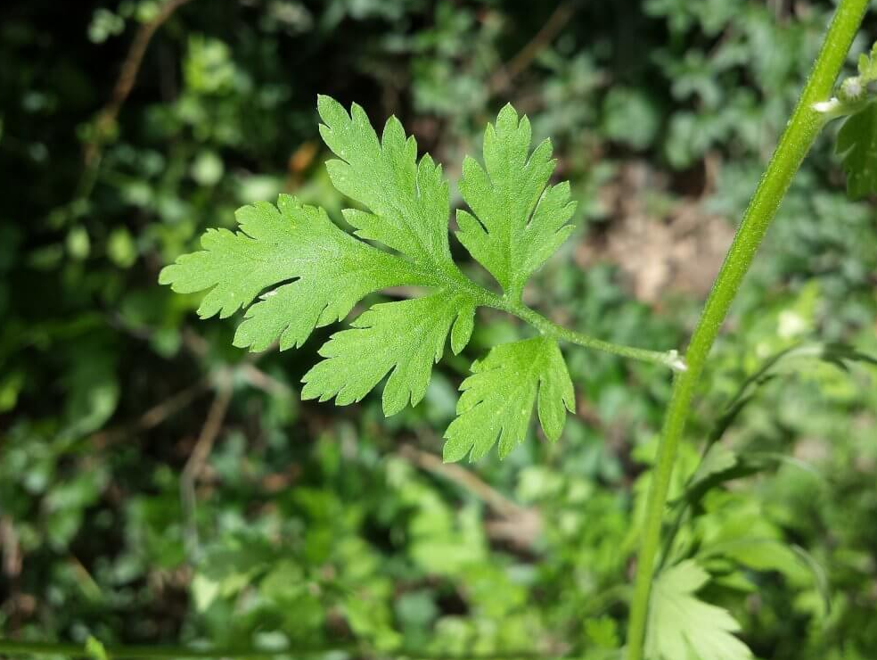 Fresh Feverfew Leaves