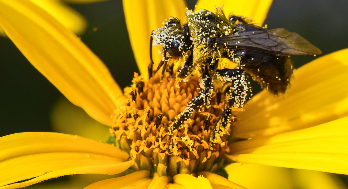 The Science-Backed Benefits of Bee Pollen