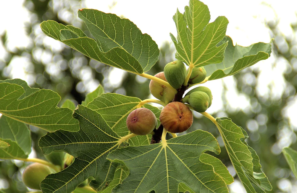 Incorporating Fig Leaf Tea into Your Diabetes Management Plan