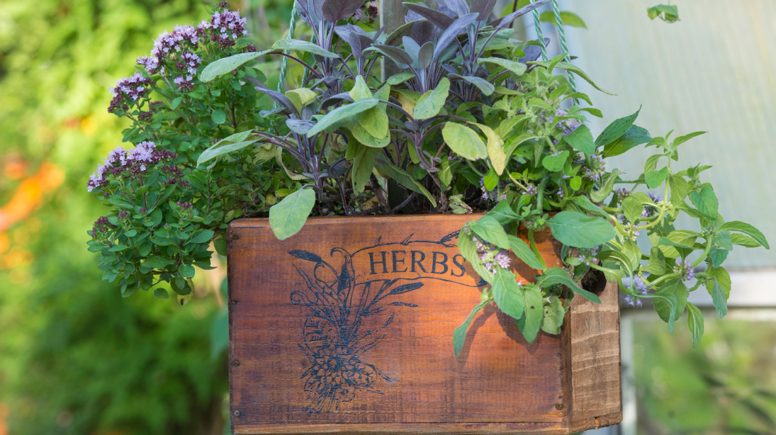 Image showcasing the herbs' natural state, perhaps in a garden or field.