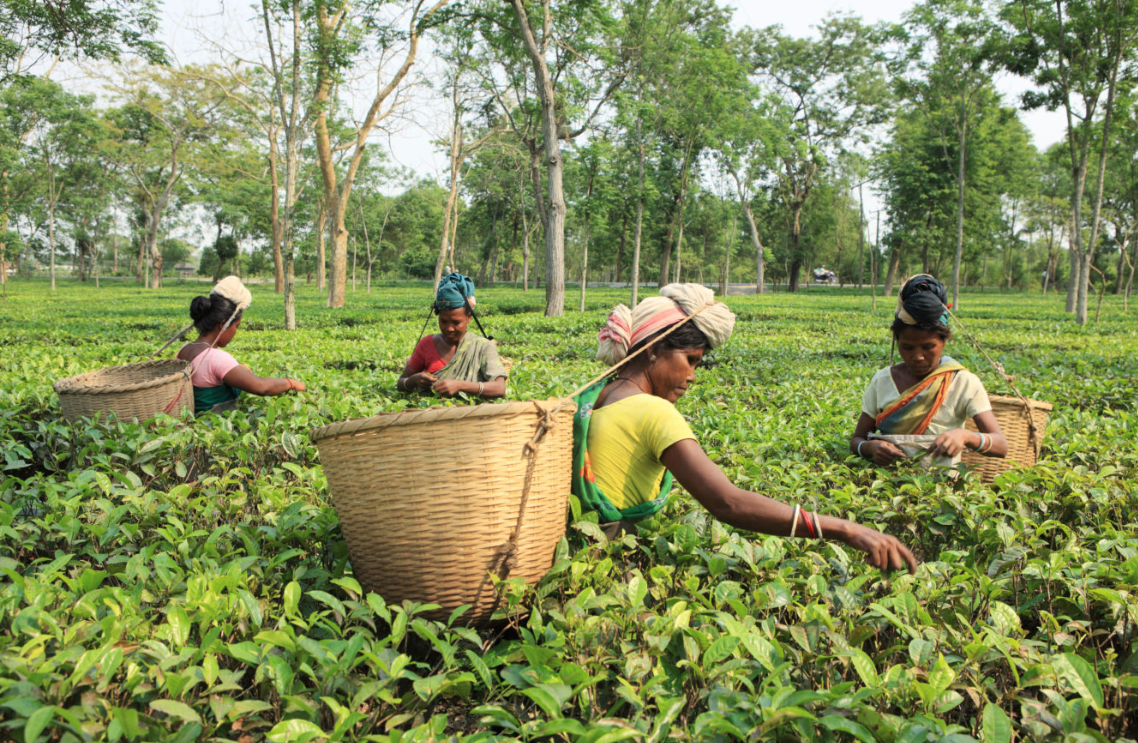 The Origins of Assam Black Tea