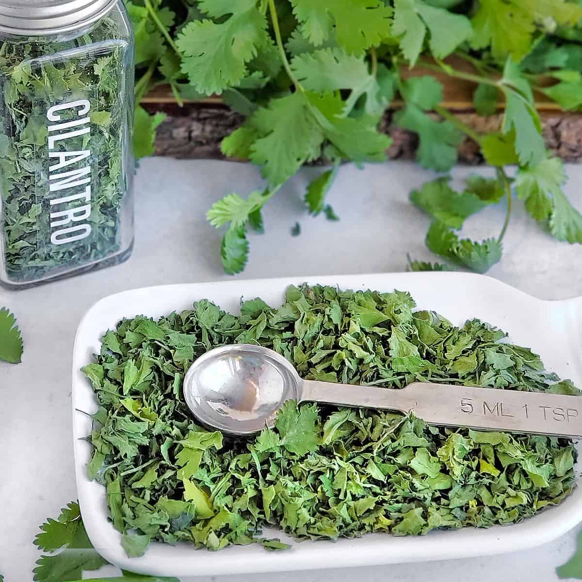 Dried Cilantro Tea